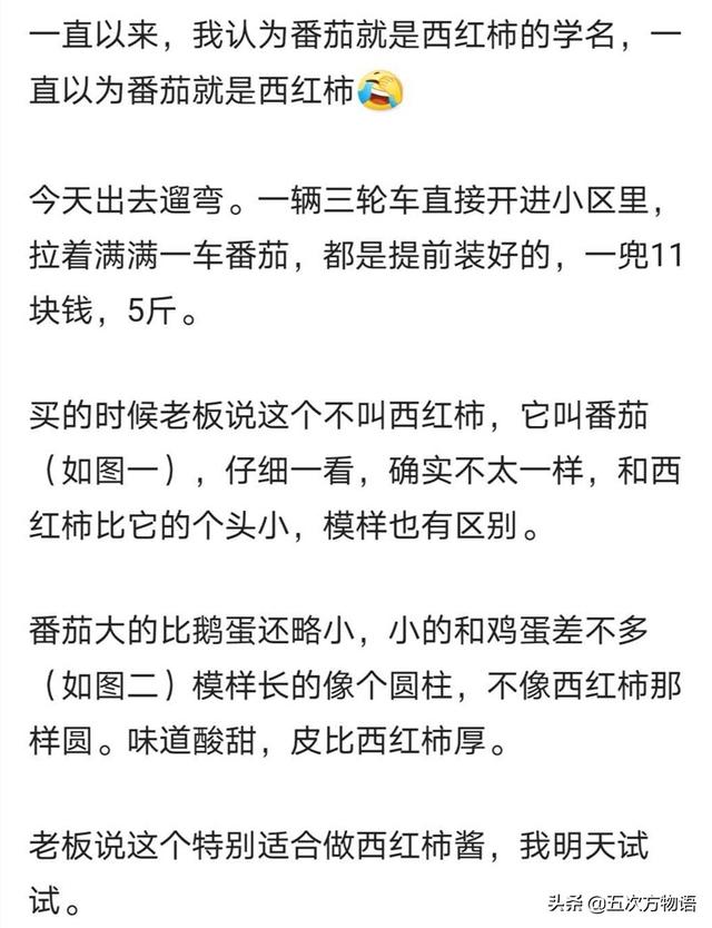 柿子和番茄是一类水果吗，番茄是茄子还是柿子（由“西红柿不是番茄”想到的蔬果“名相之争”）