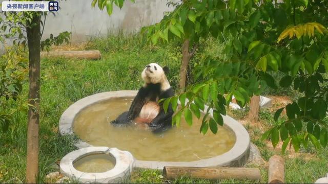 秦岭四宝是指什么，秦岭四宝是指朱鹮什么金丝猴和羚羊这四种珍稀动物（世界唯一圈养的棕色大熊猫与游客见面）
