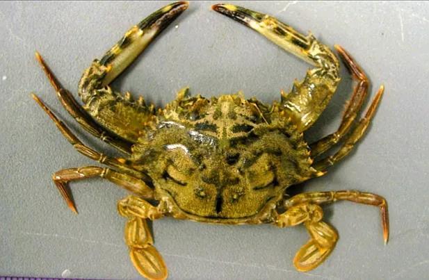 梭子是什么样的，梭子是啥玩意儿（生物相册•散落全世界的远亲）