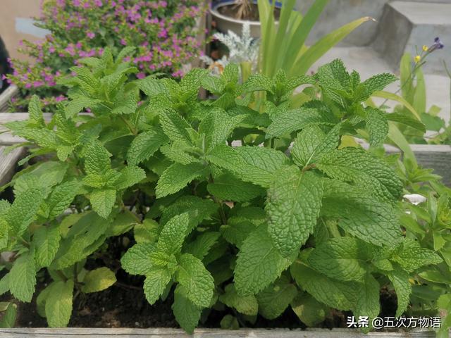 荆芥农村名叫什么名，荆芥图片大全高清图片（云南的“薄荷”也不是薄荷）