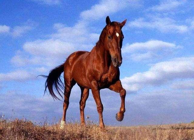 关于汗血宝马的来源,在民间有这样一个传说,在西域大宛国境内的高山上