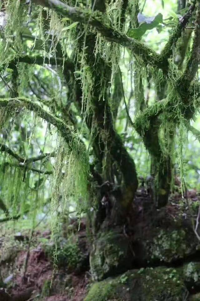 老枞水仙属于什么茶，老枞水仙是什么茶（这么多茶客喜爱的“老枞水仙”究竟是什么）