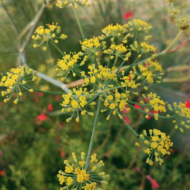 法香是什么菜，法香是香菜吗（这12种香料盆栽）