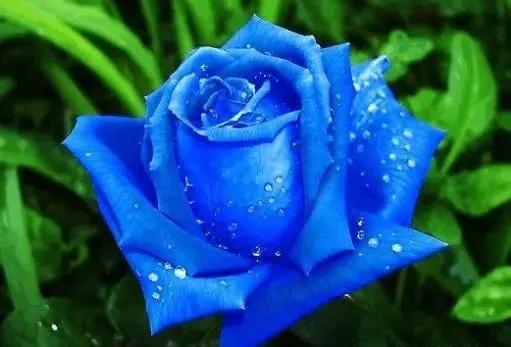 蓝色妖姬价格，关于蓝色妖姬（蓝色妖姬哪里有卖）