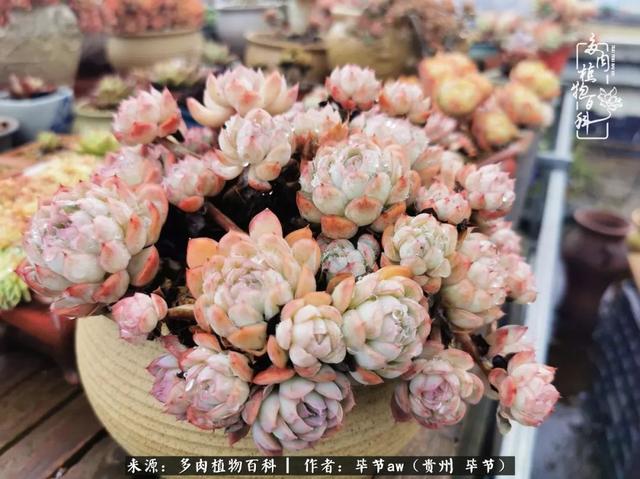 晴天橙子可爱头像微信，晴天橙子可爱头像（有多少次的会心一笑，全因多肉）