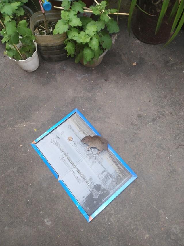 吊顶里面有老鼠怎么除掉，老鼠在吊顶里怎么去除（家庭灭鼠最安全方法一一粘鼠板捕捉）