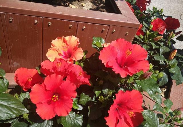 扶桑的养殖方法，扶桑花的养殖方法和注意事项（做好4点，四季吐艳，花开不断）