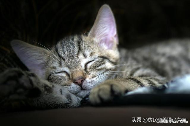 梦见猫是好事还是坏事，女人梦见猫是不吉之兆（从猫咪的梦话里能听出它的梦哦）