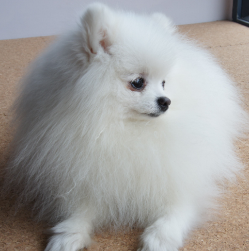 博美犬圆圆的脑袋的大眼睛,看着就十分聪明,它活泼且享受活动和训练