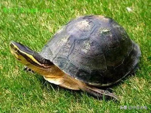 乌龟一般吃什么，家养的小乌龟一般吃什么（最全面的新手养龟攻略）