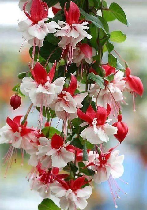 花景生多云讲什么，花景生（漫山遍野的鲜花，满眼春光）