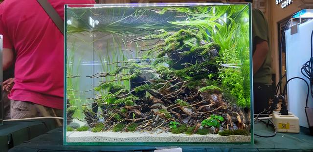 水草造景教程，简单水草造景图片（鱼缸造景比赛作品欣赏）