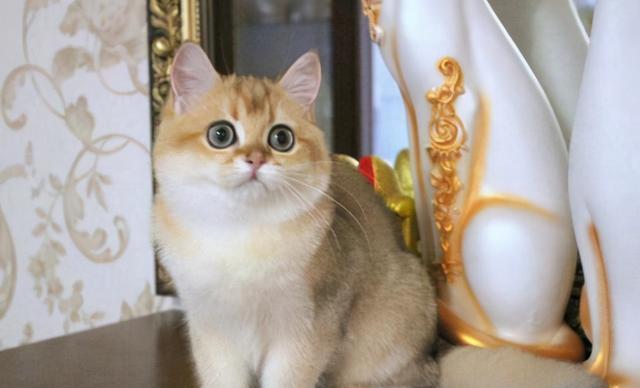 宠物猫品种大全（7种常见“宠物猫”的市场价，对照看看，你买贵了吗？）