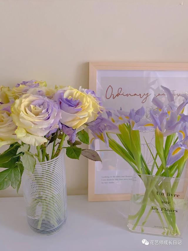 厄瓜多尔玫瑰是染色吗，厄瓜多尔玫瑰是染色吗为什么