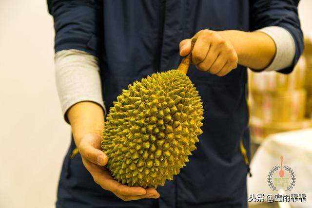 菊苣怎么读是什么意思，菊苣怎么读（这百种水果不要说吃过）