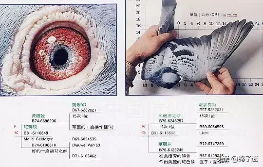 詹森系最好的种鸽，詹森八大配对种鸽赏析<图>