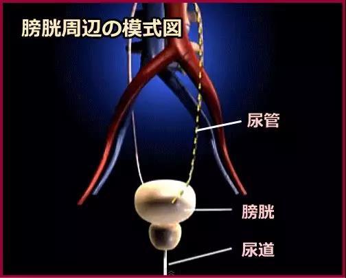 猫咪血尿解决办法，猫咪尿血尿的治疗方法（新手猫奴请收藏这篇文章）