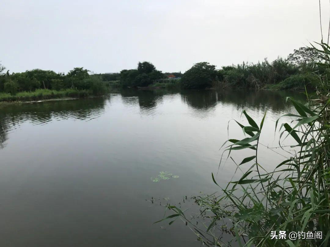 浅水好钓鱼？揭秘最佳垂钓频道与水域选择技巧，助你轻松上钩大鱼！