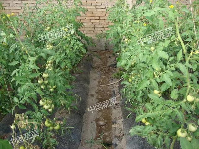 关于蚯蚓的资料，蚯蚓到底是益虫还是害虫