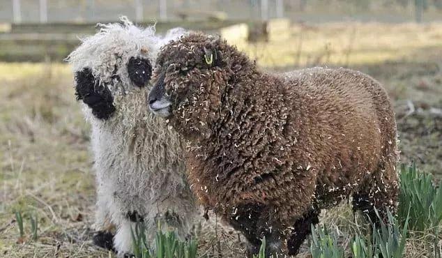 超可爱小羊羊，小羊太可爱了（却偏偏以为自己是条狗图片）