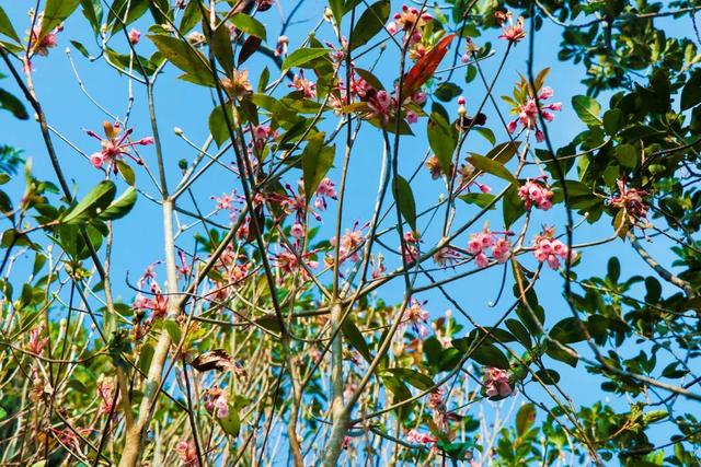 野生吊钟花什么时候开花，吊钟花结果吗（鲜艳的春节红已提早报春）