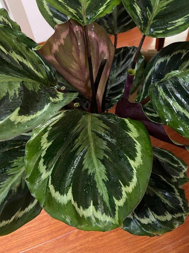 虎刺梅生虫怎么解决，虎刺梅长虫子怎么办（离太近都不好）