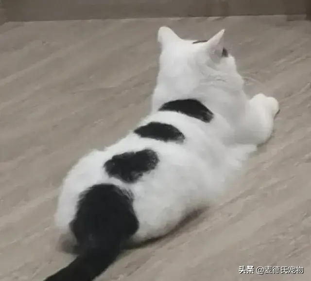 猫咪起什么名字最好听母猫，中国铲屎官绝对把气质