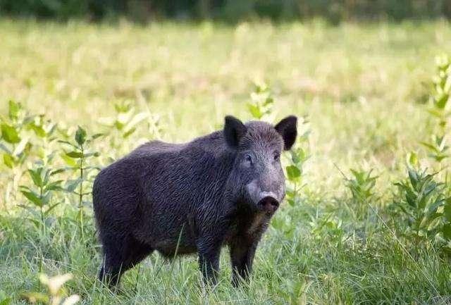 属蛇和属猪的合不合，属蛇和属猪的合不合适（“平头哥”吃蛇如同吃辣条）