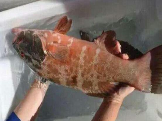 每天吃一条鱼的危害，每天吃一条鱼的危害大吗（5类鱼没营养）