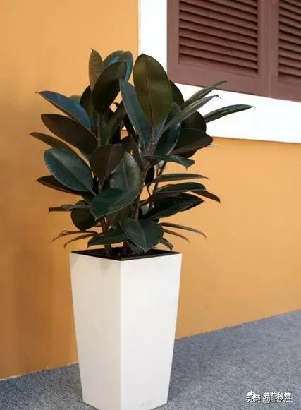 橡皮树的寓意是什么，花匠带你养花之橡皮树养护知识大全