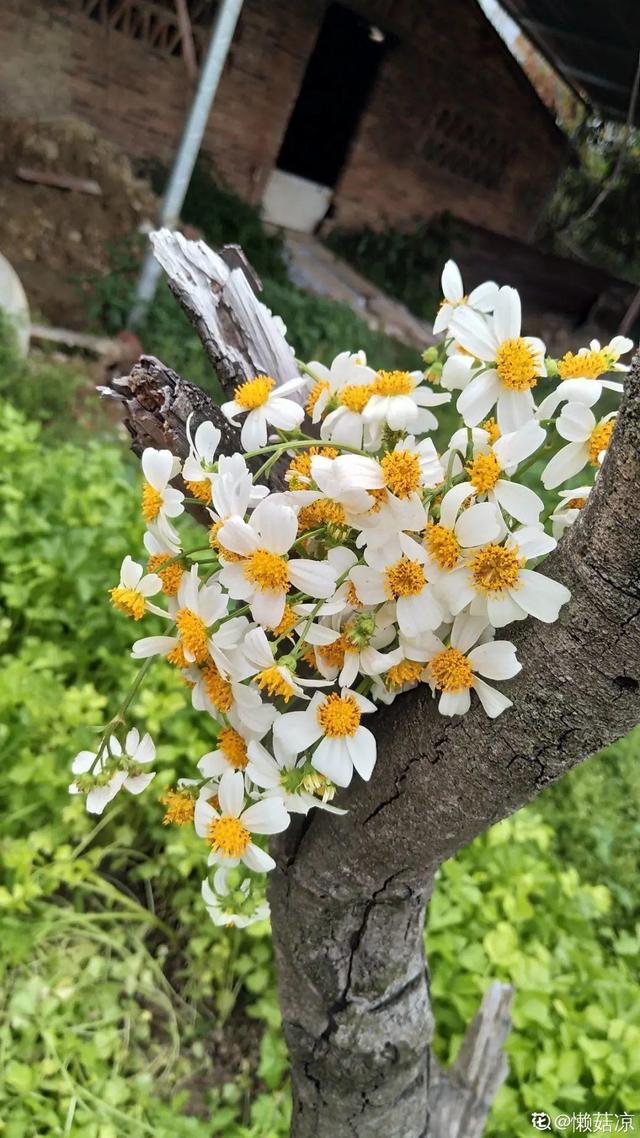 春天的花有什么，春天的花有几种分别是什么（40种小野花）