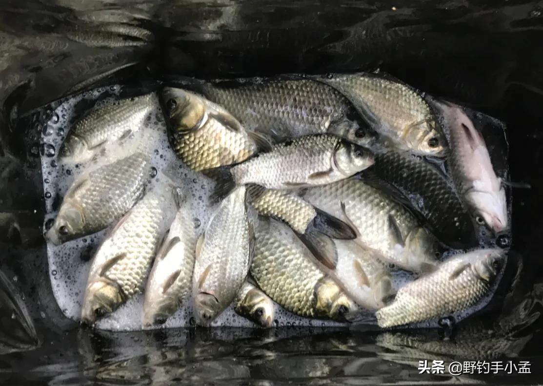 冬季钓鱼打窝首选酒米排行榜第一，高效诱鱼小药推荐，助你寒冬爆护不断竿