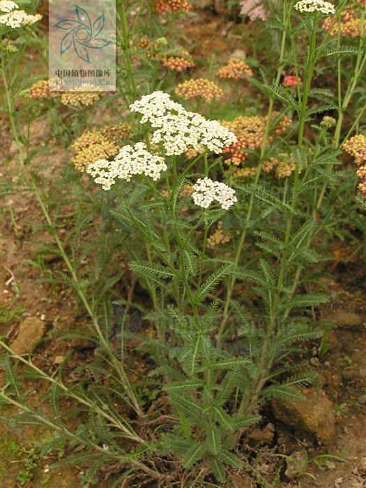 锯锯草功效与作用(蜈蚣蒿) - 行就行