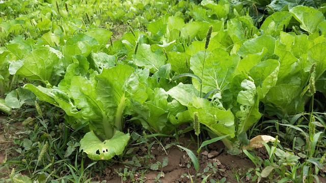 水菜是什么菜，水菜和普通菜的区别（原来浇水的方法出了问题）