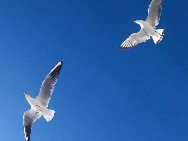 天高任鸟飞海阔凭鱼跃，天高任鸟飞海阔凭鱼跃全诗（海阔凭鱼跃，天高任鸟飞）