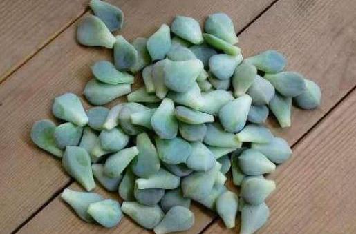 多肉叶子怎么生根，轻松繁殖一大片