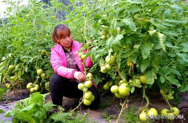 蔬菜大棚种植技术，大棚番茄种植技术，你知道吗（蔬菜大棚种植技术培训）