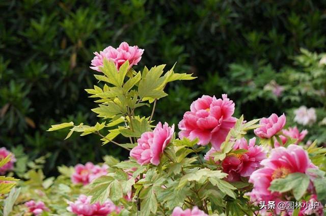 牡丹與芍藥的區別,芍藥和牡丹的區別(牡丹和芍藥分不清)