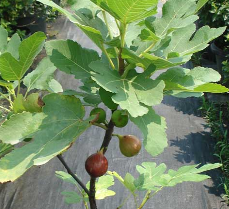 无花果树苗价格，无花果树苗多少钱（有什么种植方法）