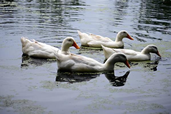 鸭子和鹅的区别，鸭子跟鹅区别在哪里（鸭子和鹅的区别是什么）