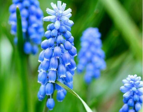 风信子有毒吗，葡萄风信子有毒吗（风信子可以放在卧室吗）