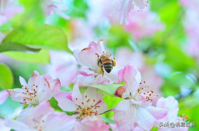 蜂罗隐的古诗解释，古诗文学习040：四年级下册