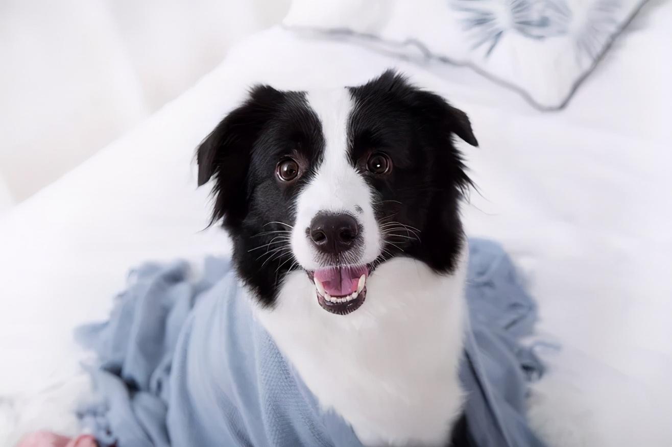 边牧犬多少钱一只幼崽（养一只边牧需要多少钱）