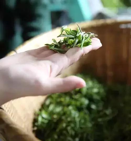 雾里青的功效与作用，青莲雾的功效与作用（看看这些美到惊艳的茶名）