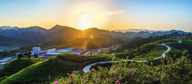 野生刺梨的功效有哪些，野生刺梨精华液怎么喝（刺梨原来是这么“厉害”的东西）