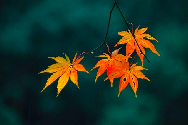 杭州必去的景点，杭州旅游必去景点推荐（杭州旅游十大必去打卡景点）