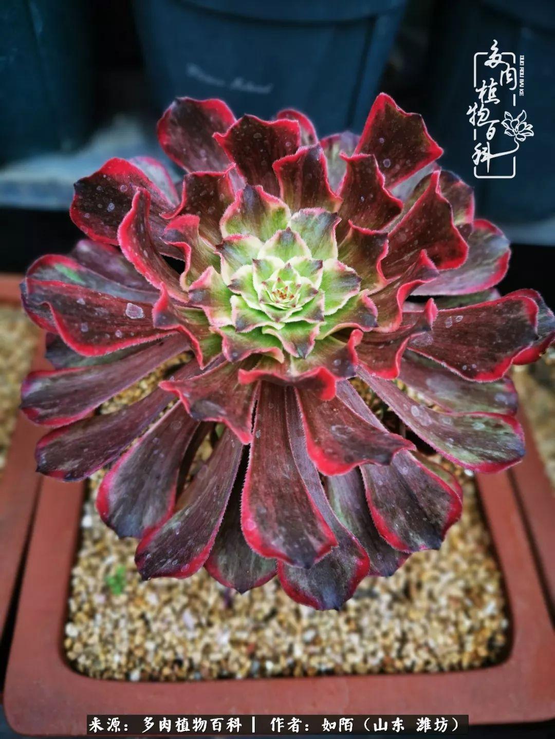 为什么喜欢法师多肉(多肉法师很多人喜欢,但不一定都能养好!