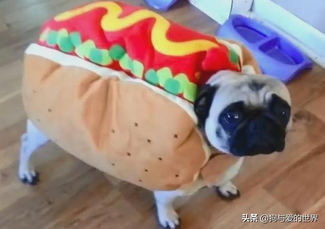 冬天狗在外面能冻死吗，快别说狗不怕冷了