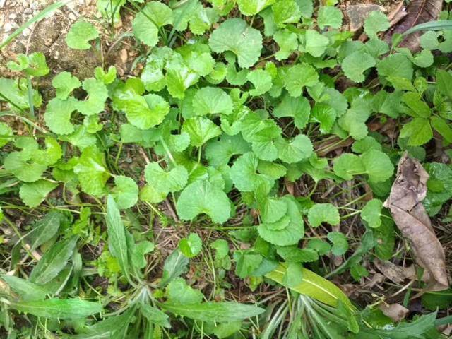 车前草的功效与作用治疗痛风,崩大碗煲鸡的功效(人称"崩大碗")