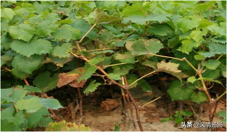 大绒球怎么种植，绒球花怎么种（葡萄全程种植管理、施肥方案）